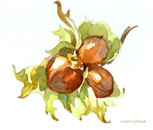 14.к бурундук